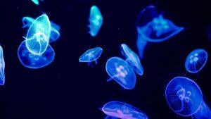 Jellyfish Background Ambiance for Work Study or Sleep 1 HOUR
